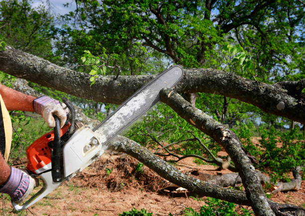 Best Tree Disease Treatment  in Dalton Gardens, ID